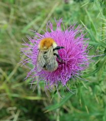 Flockenblume mit Hummel.