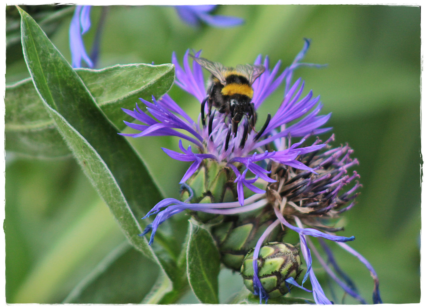 Flockenblume mit Hummel