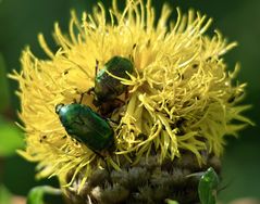 Flockenblume mit Rosenkäfer.