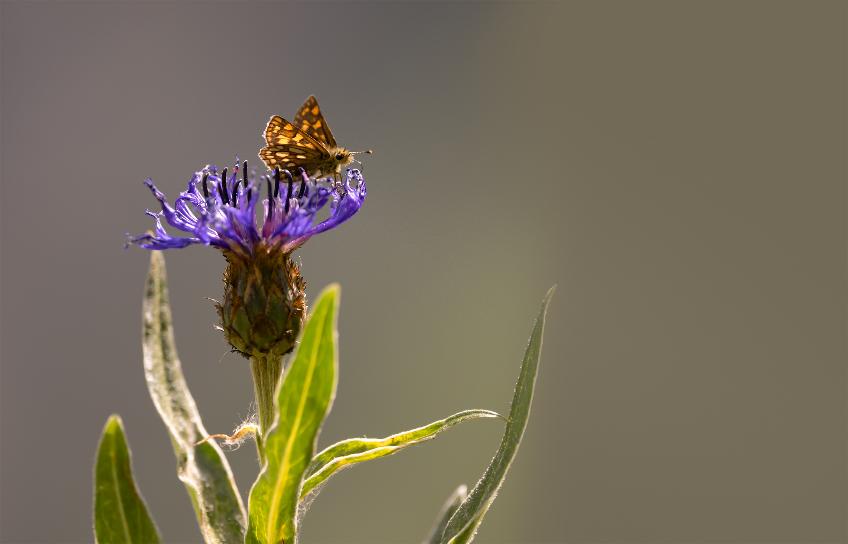 Flockenblume mit Schmetterling 