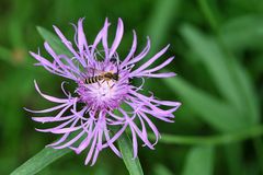 Flockenblume mit unbekanntem Bewohner