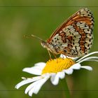 Flockenblume, Schnecke oder Falter?