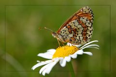 Flockenblume, Schnecke oder Falter?