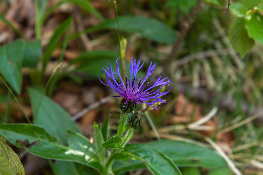 Flockenblume (Teufelskralle) 