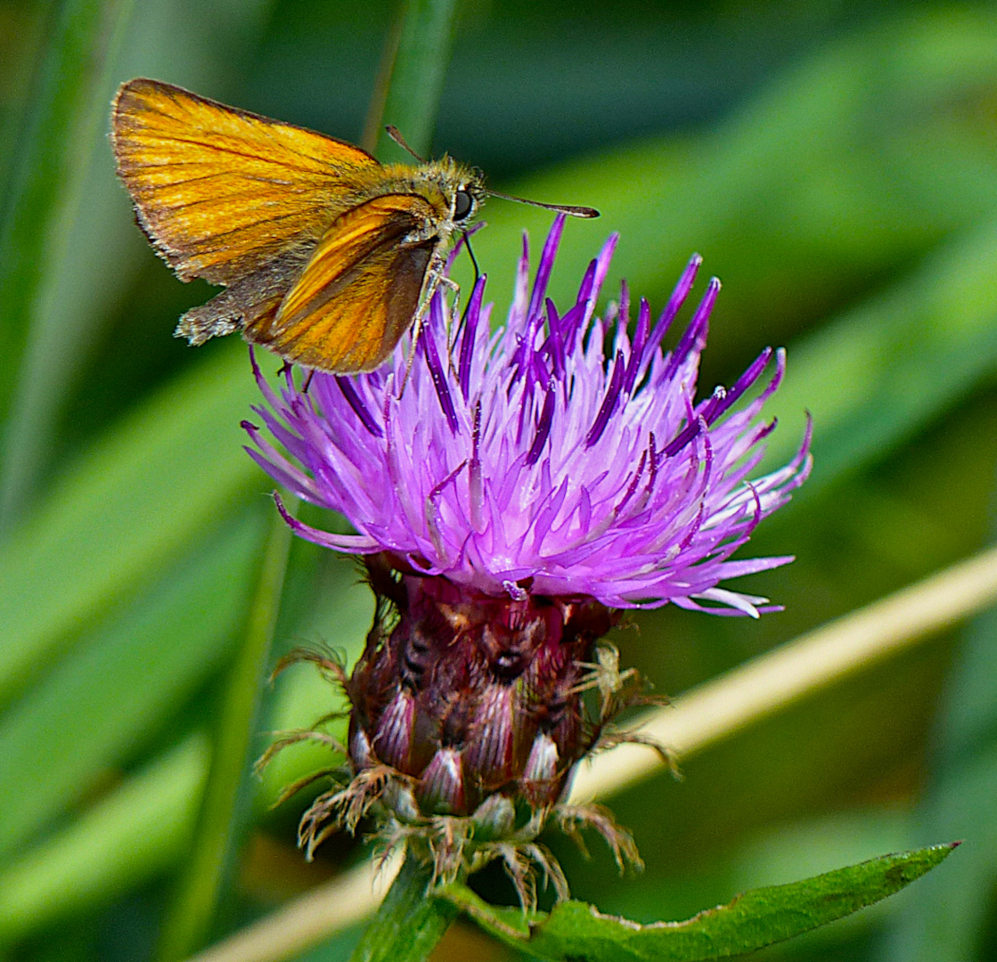 Flockenblume und Dickkopffalter