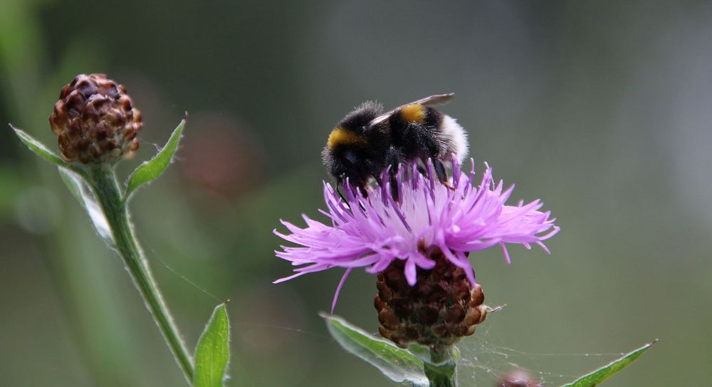 Flockenblume und Erdhummel