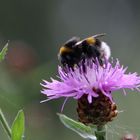 Flockenblume und Erdhummel