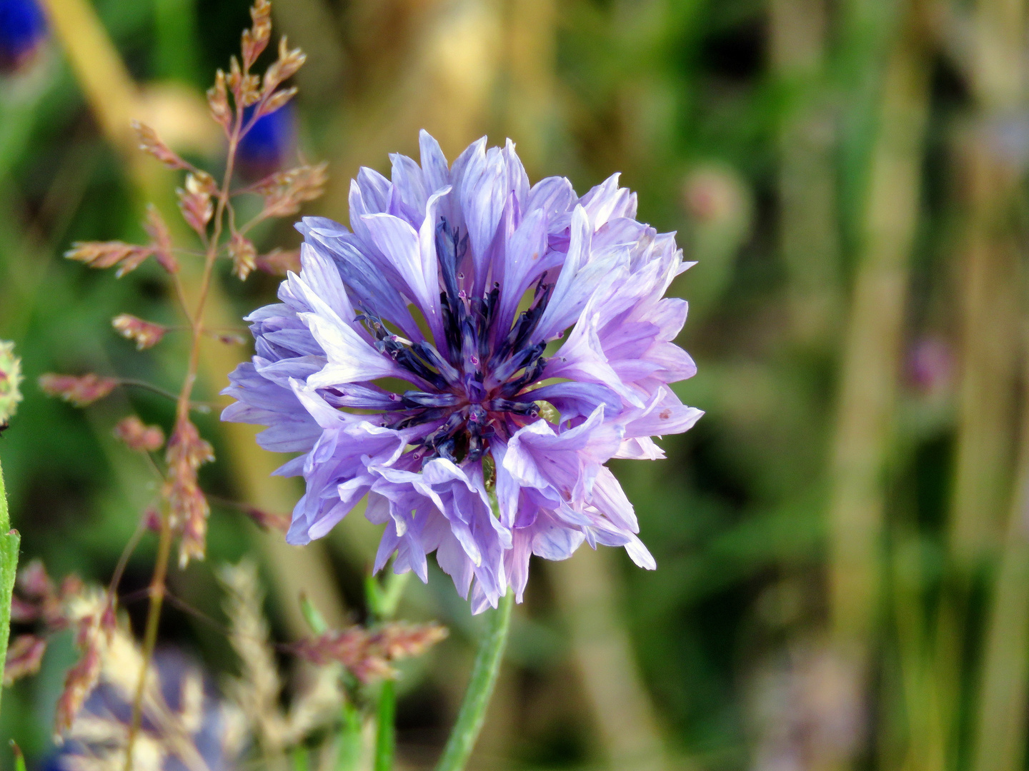 Flockenblume Violett