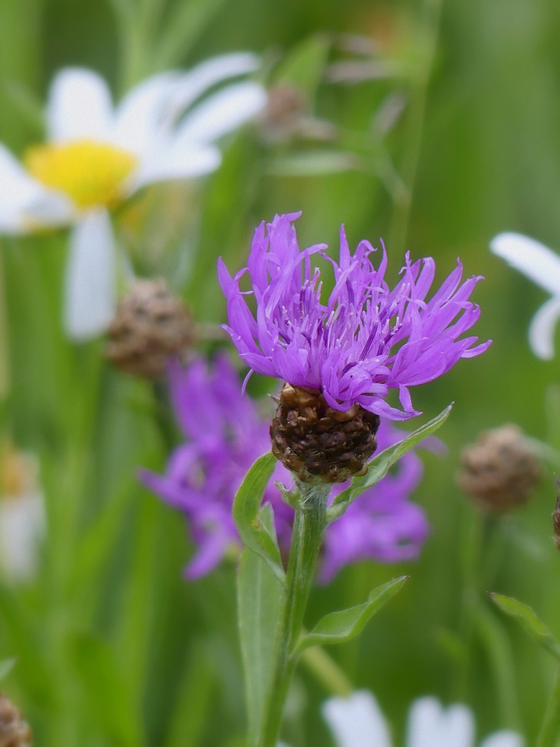 Flockenblume - Wiesenlied 11