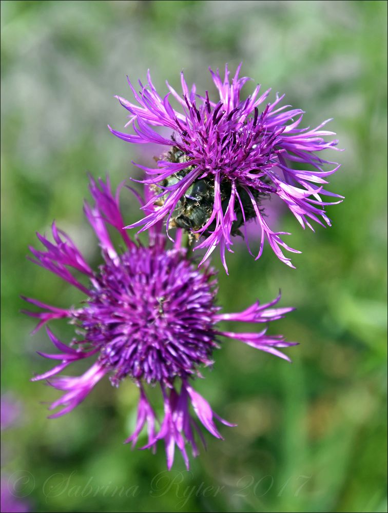 Flockenblumen...