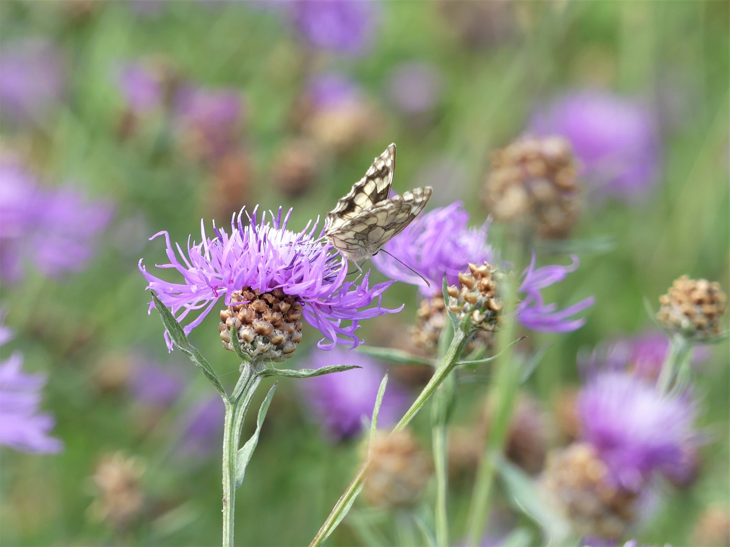 Flockenblumen, anziehend für Schachbrettfalter