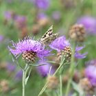 Flockenblumen, anziehend für Schachbrettfalter