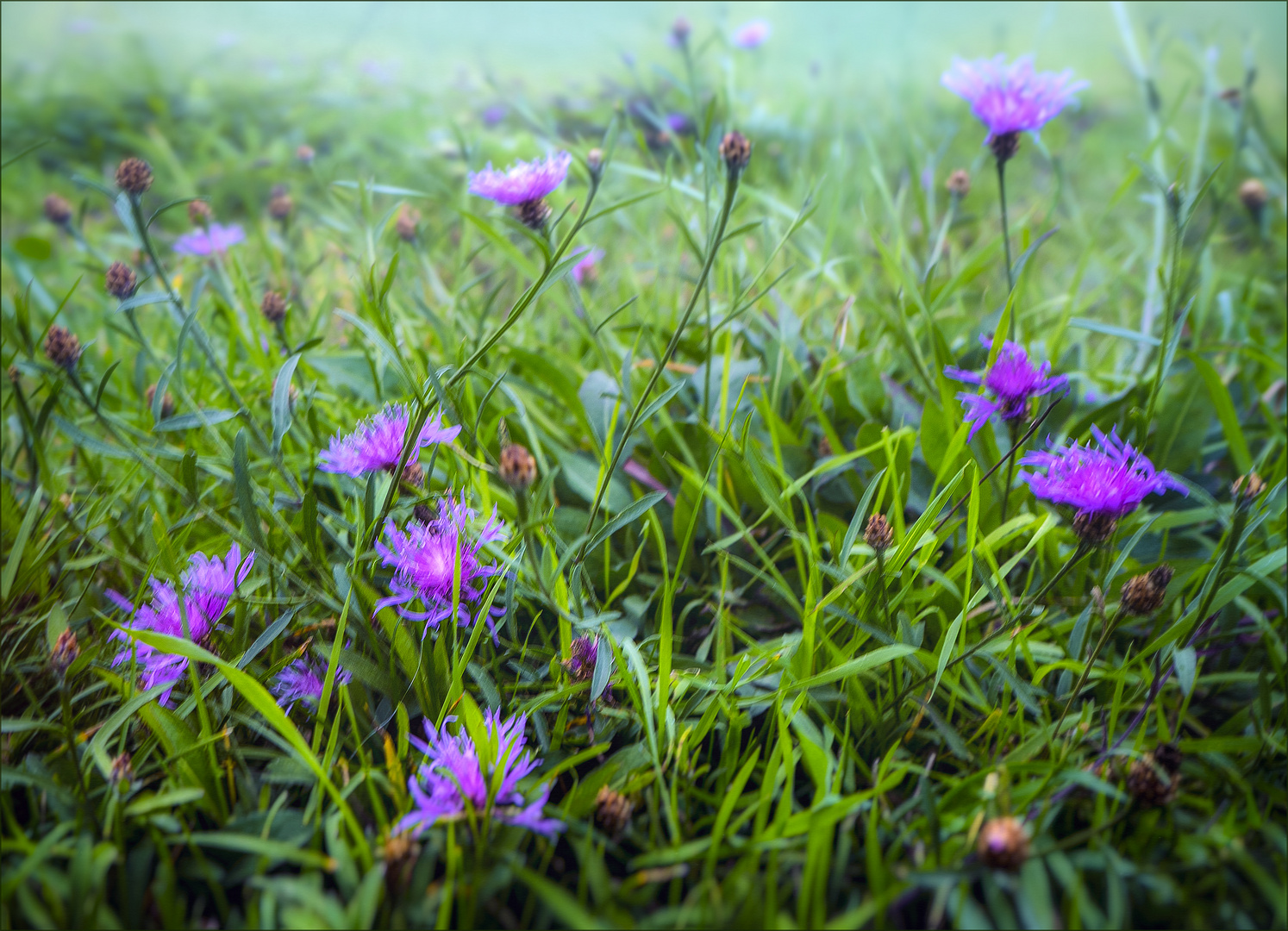 Flockenblumen auf einer Nieselwetter-Herbstwiese 