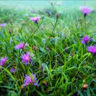 Flockenblumen auf einer Nieselwetter-Herbstwiese 