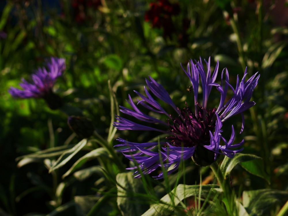 Flockenblumen