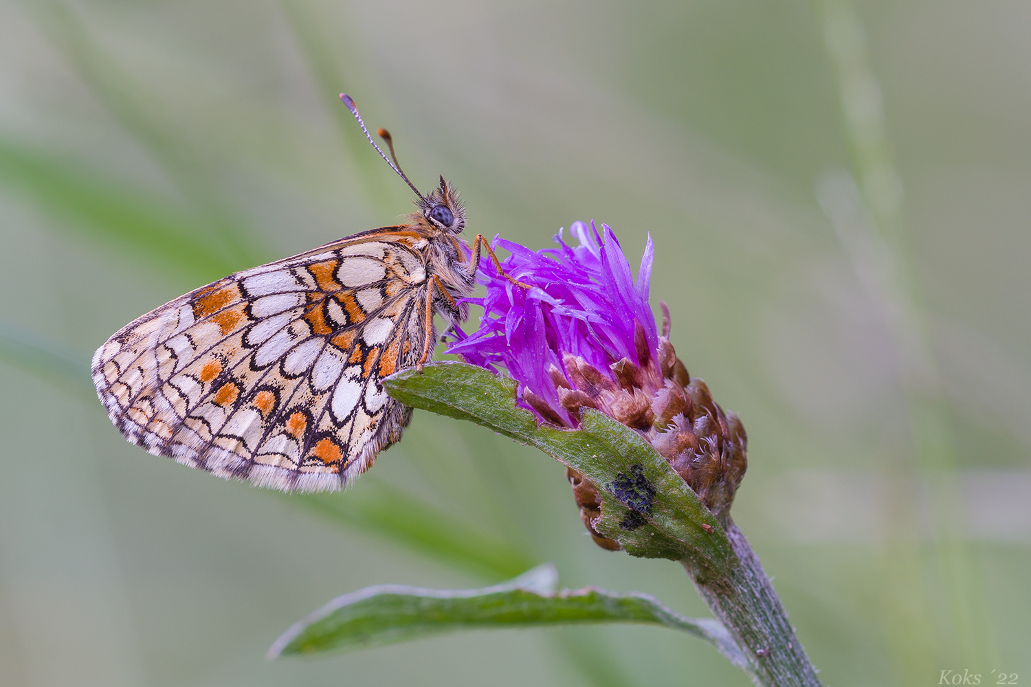 Flockenblumen-Bett