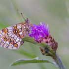 Flockenblumen-Bett