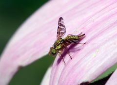 Flockenblumen-Bohrfliege