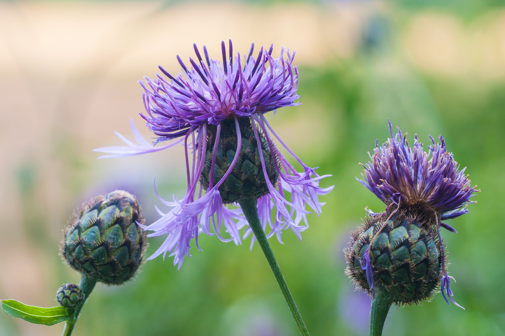 Flockenblumen , Centaurea