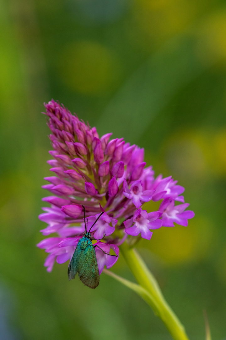 Flockenblumen-Grünwidderchen (Jordanita globulariae)