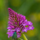 Flockenblumen-Grünwidderchen (Jordanita globulariae)