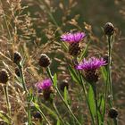 Flockenblumen in der Abendsonne