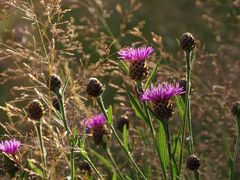 Flockenblumen in der Abendsonne