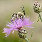 Flockenblumen - Langhornbiene