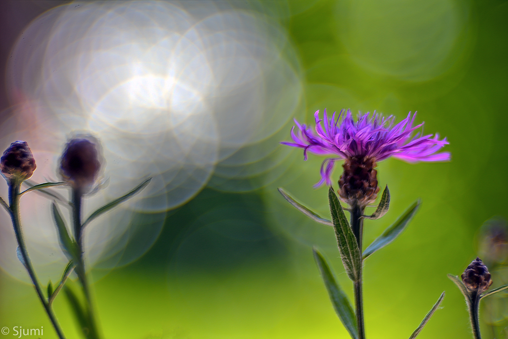 Flockenblumen Lichtzauber