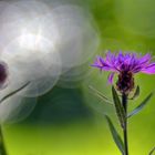 Flockenblumen Lichtzauber