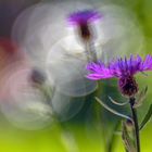 Flockenblumen Lichtzauber