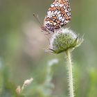 Flockenblumen-Scheckenfalter 2