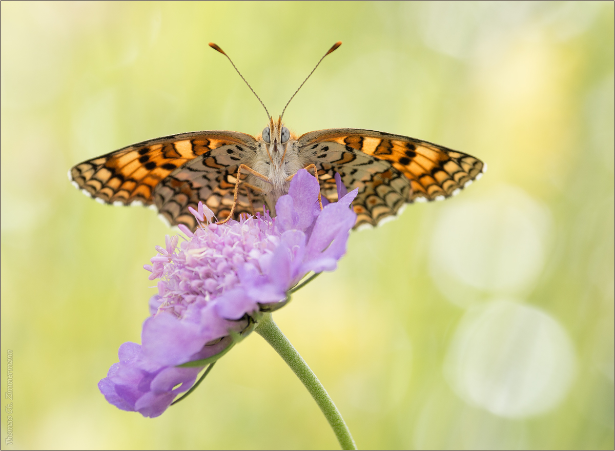 Flockenblumen Scheckenfalter