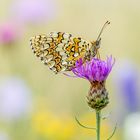 Flockenblumen-Scheckenfalter auf Flockenblume am Morgen