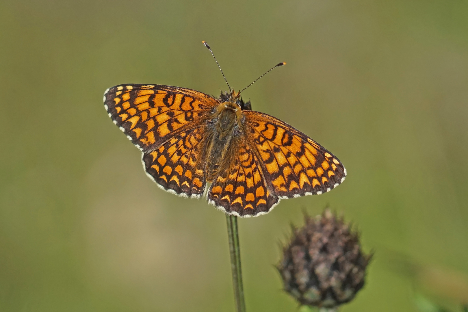 Flockenblumen-Scheckenfalter (Melitaea phoebe)