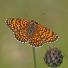 Flockenblumen-Scheckenfalter (Melitaea phoebe)