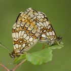 Flockenblumen-Scheckenfalter (Melitaea phoebe)