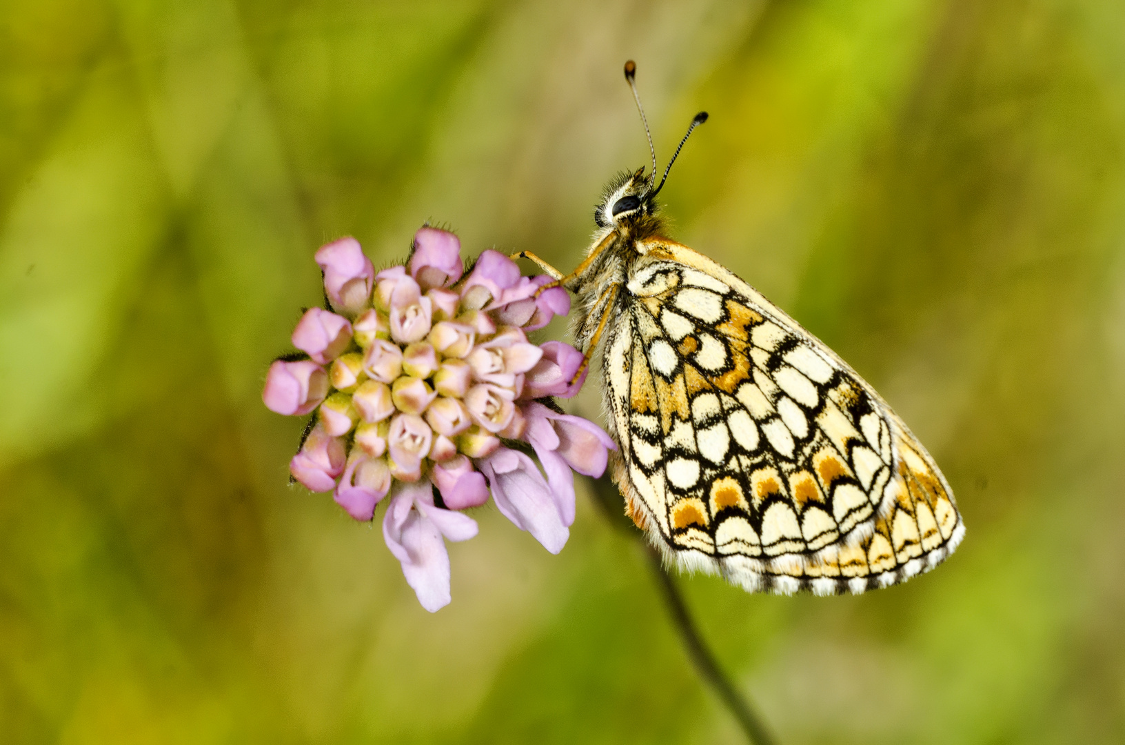 Flockenblumen-Scheckenfalter (Melitaea phoebe)