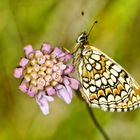 Flockenblumen-Scheckenfalter (Melitaea phoebe)