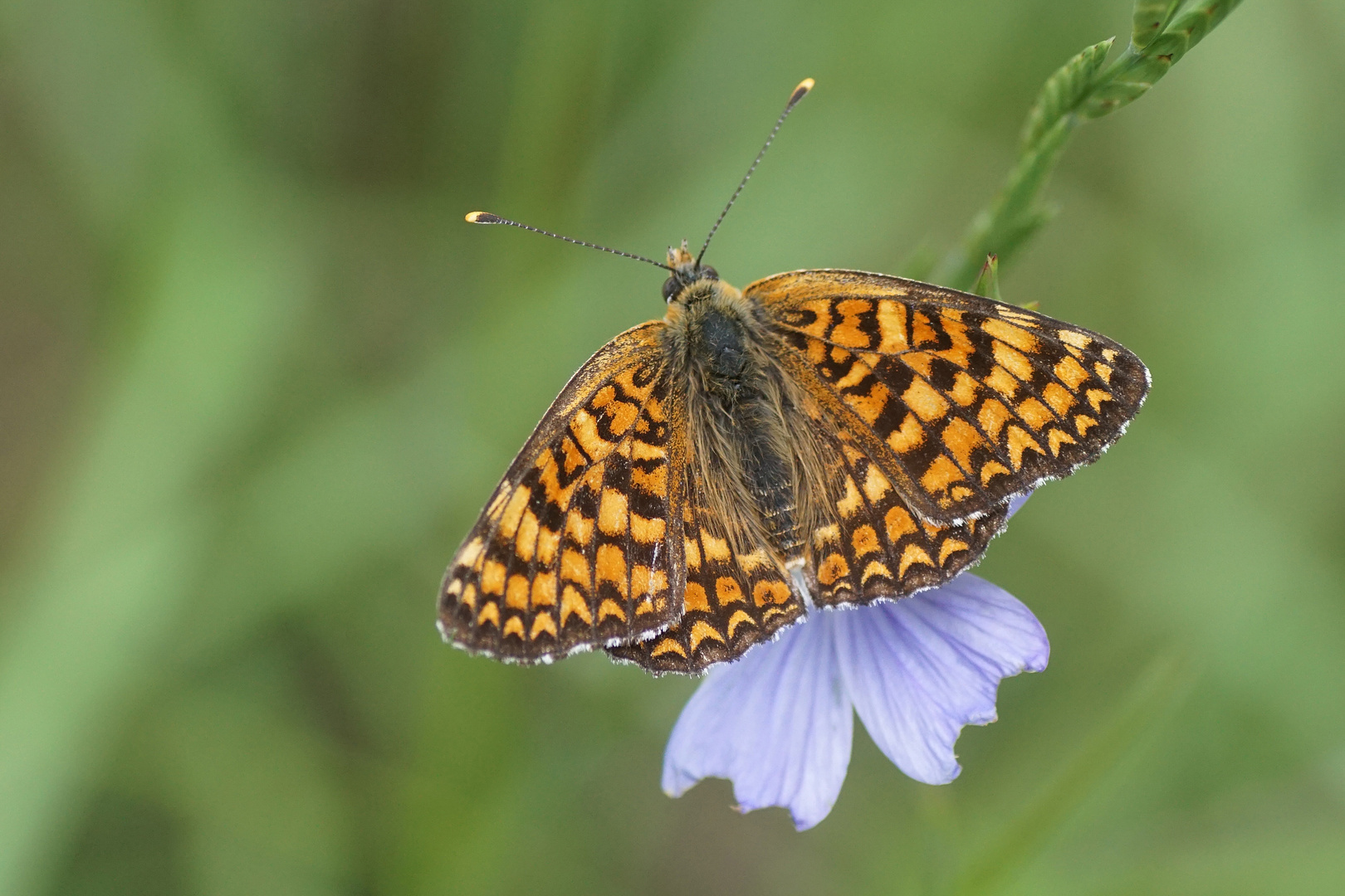 Flockenblumen-Scheckenfalter (Melitaea phoebe)