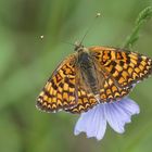 Flockenblumen-Scheckenfalter (Melitaea phoebe)