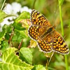 Flockenblumen-Scheckenfalter (Melitaea phoebe)