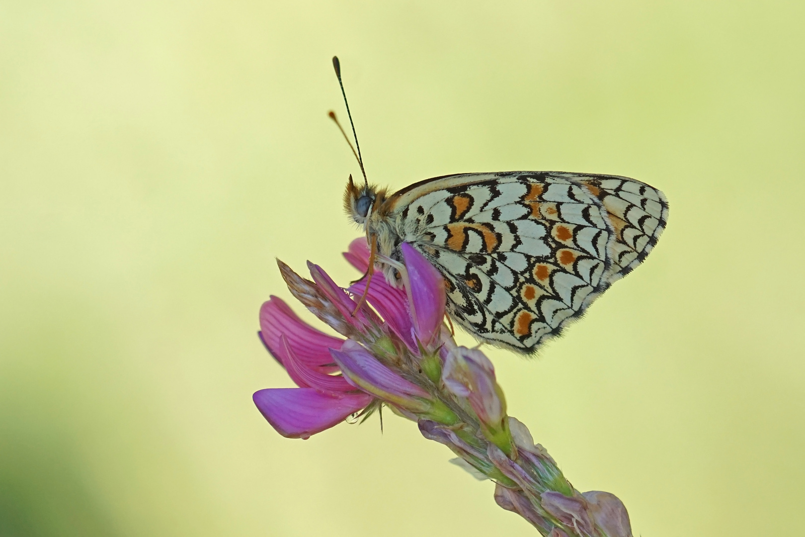 Flockenblumen-Scheckenfalter (Melitaea phoebe)