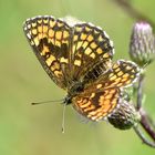 Flockenblumen-Scheckenfalter (Melitaea phoebe)