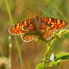 Flockenblumen-Scheckenfalter (Melitaea phoebe)