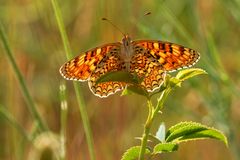 Flockenblumen-Scheckenfalter (Melitaea phoebe)