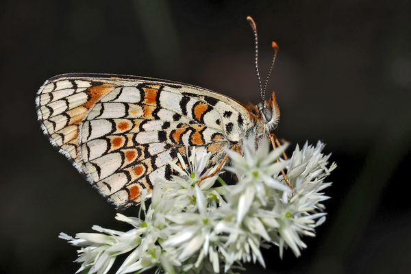 Flockenblumen-Scheckenfalter (Melitaea phoebe) 