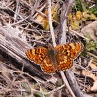 Flockenblumen-Scheckenfalter, Melitaea phoebe