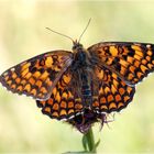 Flockenblumen-Scheckenfalter - Melitaea phoebe