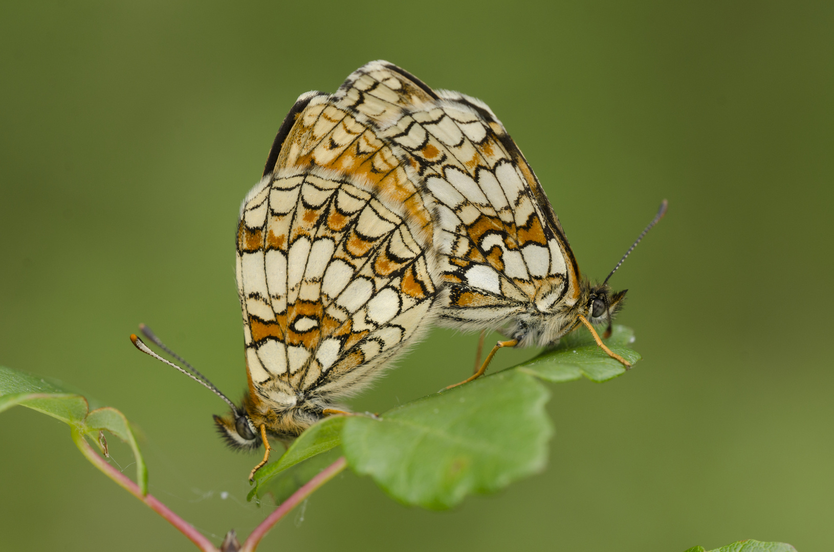 Flockenblumen-Scheckenfalter (Melitaea phoebe)